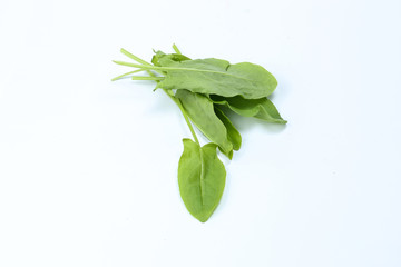 Sorrel herb green