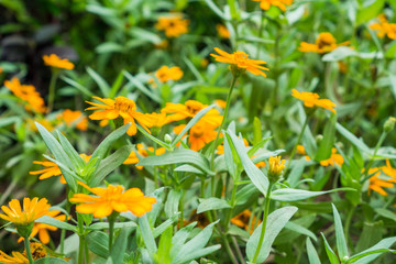 Bunch of tiny yellow flower blossoming with natural green background