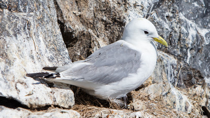 Black-legged kittiwake
