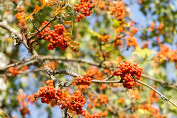 Rowan Berries in Autumn