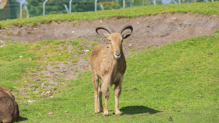 Goat in the beautiful West Midland Safari Park