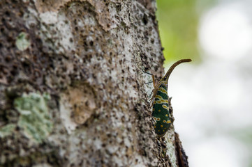 Close up Pyrops candelaria on tree