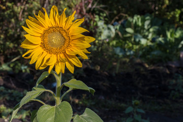 yellow flower of a sunflower on a high stalk