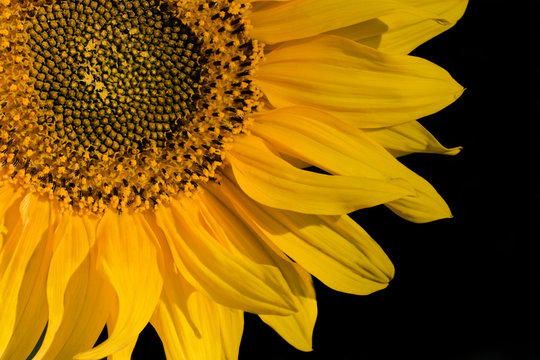 Sunflower close-up isolated on black