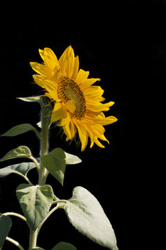 Sunflower Isolated On A Black Background