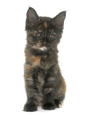 maine coon kitten