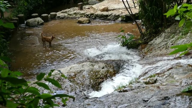 view of dog standing on creek near waterfall in the tropical forest