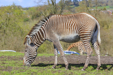 The zebra in the beautiful West Midland Safari Park