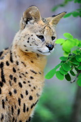 Serval cat (Felis serval)