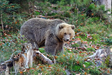 Brown bear (Ursus arctos) in nature