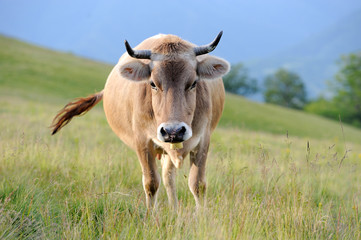 Obraz premium Cows on a summer meadow