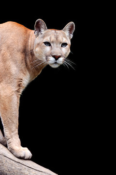 Puma on dark background