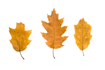 Naklejka na ściany i meble Fallen autumn leafs of a oak tree on white