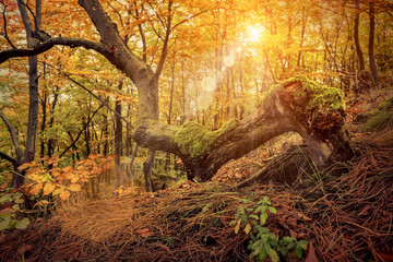 Obraz premium Beautiful autumn view in forest.