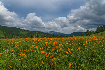 orange flowers meadow mountains