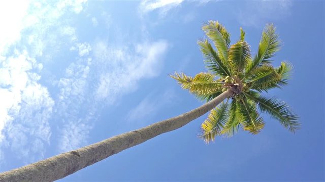 FULL HD SLOW MOTION of Coconut tree and blue sky
