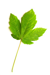 Fallen autumn leaf of a tree on white