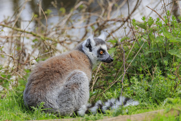 The Ring Tailed Lemur in the beautiful West Midland Safari Park