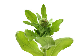 Calendula flower, marigold, bud