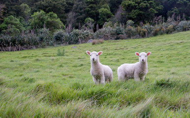 Two curious lambs on a hillside