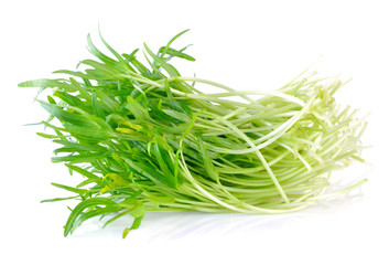 Morning glory seedlings on white background