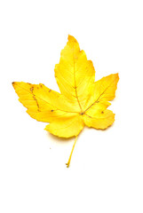Fototapeta na wymiar Fallen autumn leaf of a tree on white