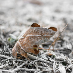 Frozen leaf