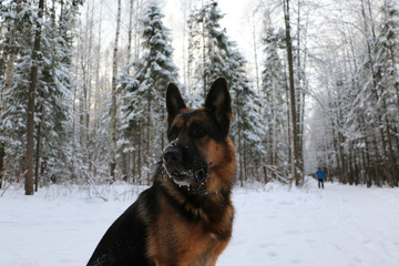 German shepherd dog on snow in winter day