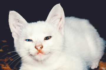 White Kitten Portrait Filtered