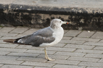Seagull at the city port. Selective focus. Shallow depth of field.