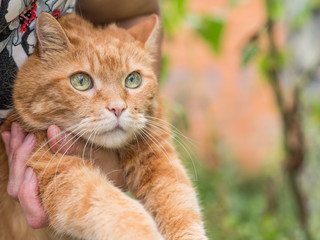 Woman holds a red cat. Selective focus.