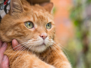 Woman holds a red cat. Selective focus.