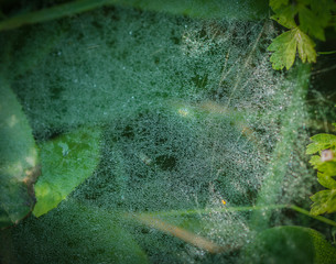 Obraz na płótnie Canvas Spider web with water drops.