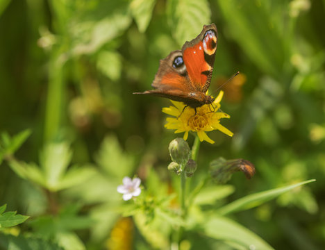 European Peacock butterfly (Inachis io). Selective focus and shallow depth of field.