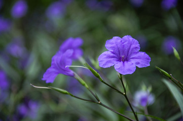 Fototapeta premium The blossoming ruellia brittoniana flowers closeup 