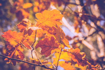 Fototapeta na wymiar Yellow Oak Leaves Retro