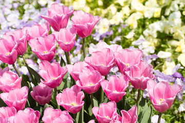 Fototapeta premium チューリップ