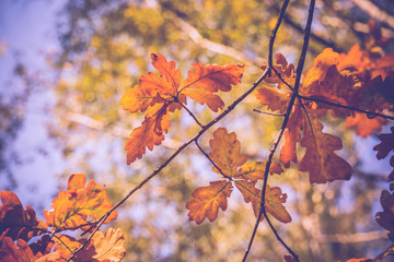 Yellow Oak Leaves Retro