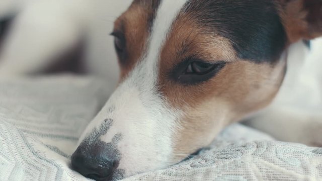 small dog breed the Jack Russell Terrier lays on the bed and somewhere looks sad