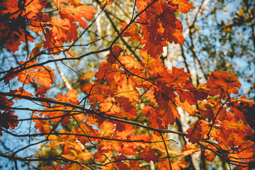 Yellow Oak Leaves Retro