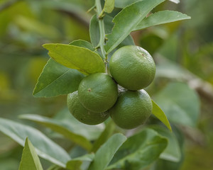 Lemons hanging on a lemon tree.