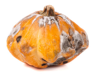 one spoiled pattypan with mold isolated on white background