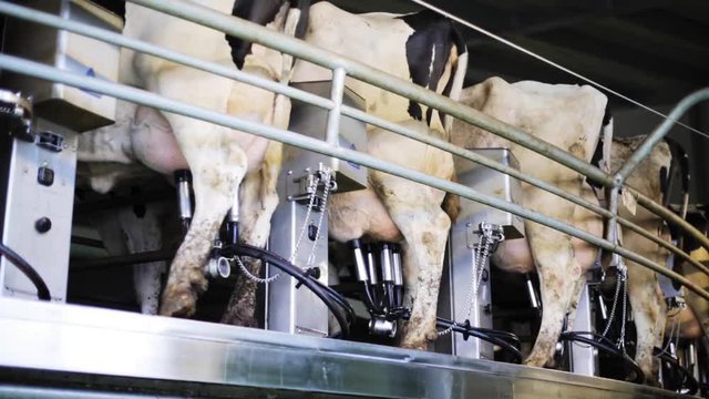 cows udder milking with breast on dairy farm