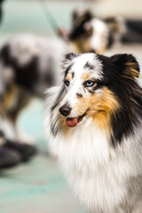 Blue Merle Shetland Sheepdog on a walk