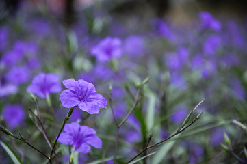 The blossoming ruellia brittoniana flowers closeup
