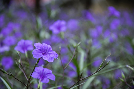 The blossoming ruellia brittoniana flowers closeup
