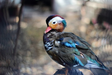 Mandarin Duck