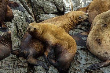 Fototapeta premium Rookery Steller sea lions. Island in Pacific Ocean near Kamchatka Peninsula.