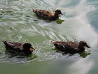 Three ducks swim on water in a pond