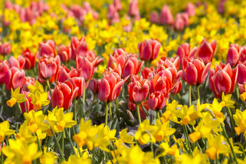 Fototapeta premium A spring field with spring flowers